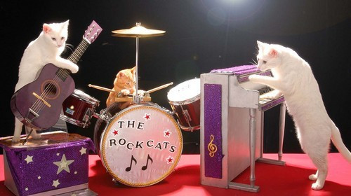 Gatti suonano chitarra, piano e batteria. The Rock Cats