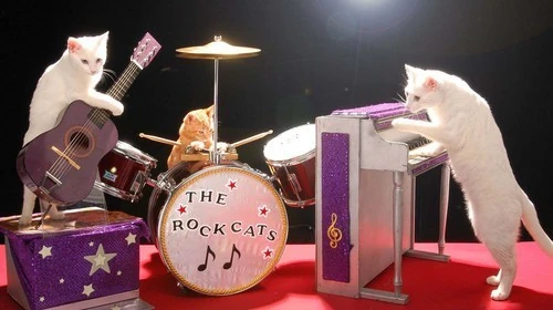 Gatti suonano chitarra, piano e batteria. The Rock Cats