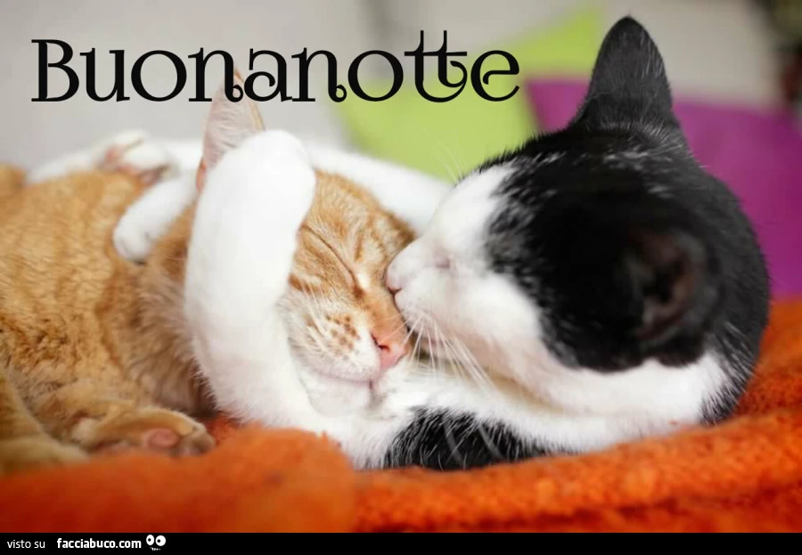Gatti si abbracciano. Buonanotte