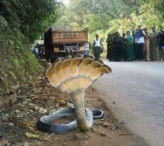 Serpente a 7 teste