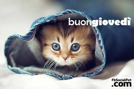 Buongiovedì. Gattino dentro un pantalone di jeans