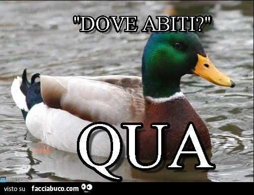 Dove abiti? Qua. Anatra