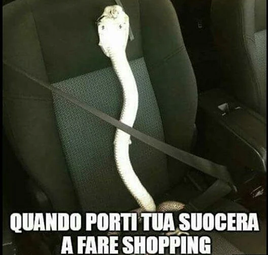 Quando porti tua suocera a fare shopping. Cobra seduto in macchina con la cintura di sicurezza