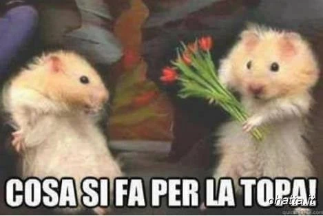 Cosa si fa per la topa