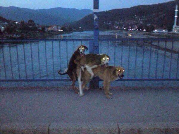 Cane che incula cane che incula cane