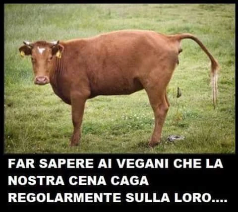 Vaccata