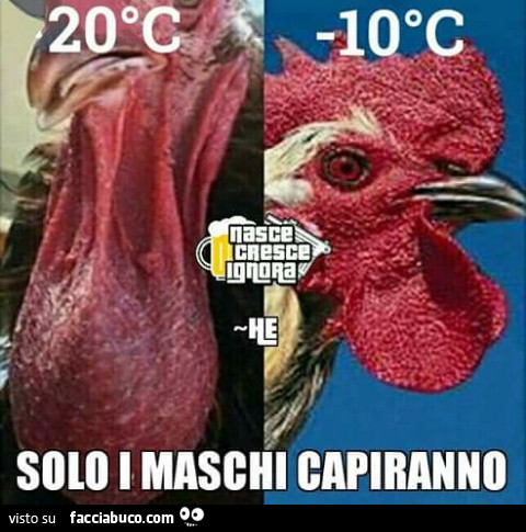 Galletto a 20°C e a -10°C. Solo i maschi capiranno