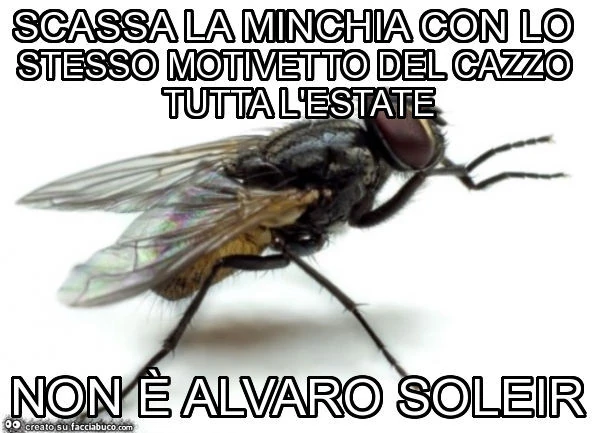 Scassa la minchia con lo stesso motivetto del cazzo tutta l'estate non è alvaro soleir