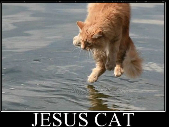 Jesus Cat