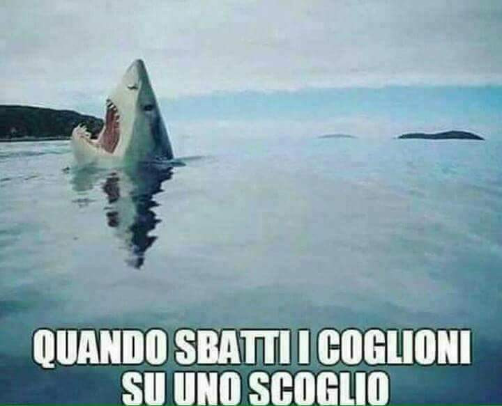 Quando sbatti i coglioni su uno scoglio. Squalo urla