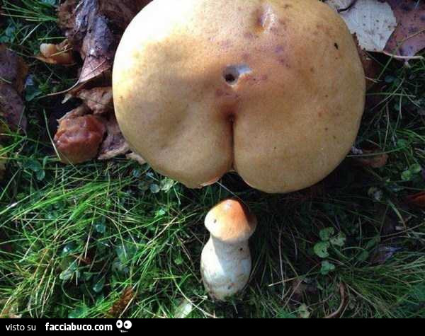 Fungo che sembra un culo e uno che sembra un pene