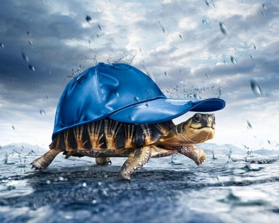 Tartaruga che si protegge dalla pioggia con un berretto