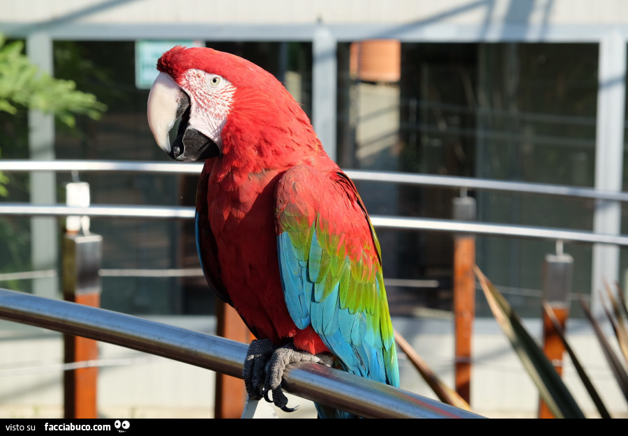 Pappagallo colorato