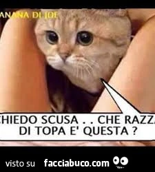 Vaccata