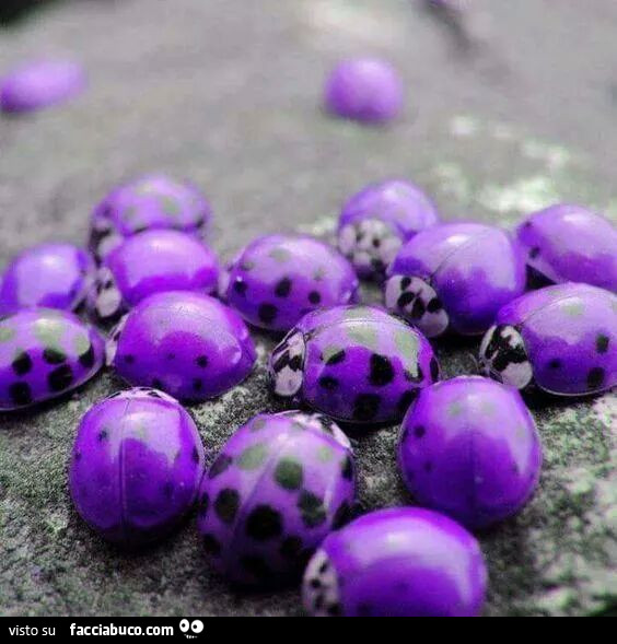Coccinelle viola