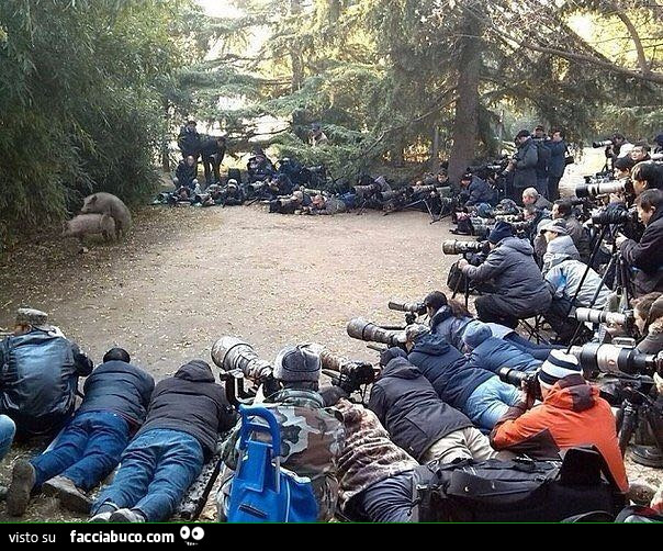 Gruppo di fotografi fotografano accoppiamento tra cinghiali