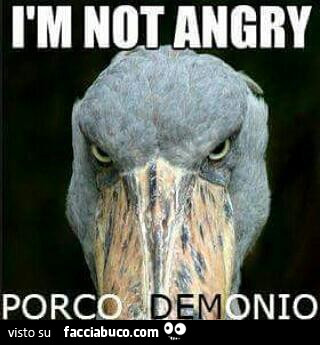 Io non sono arrabbiato porco demonio