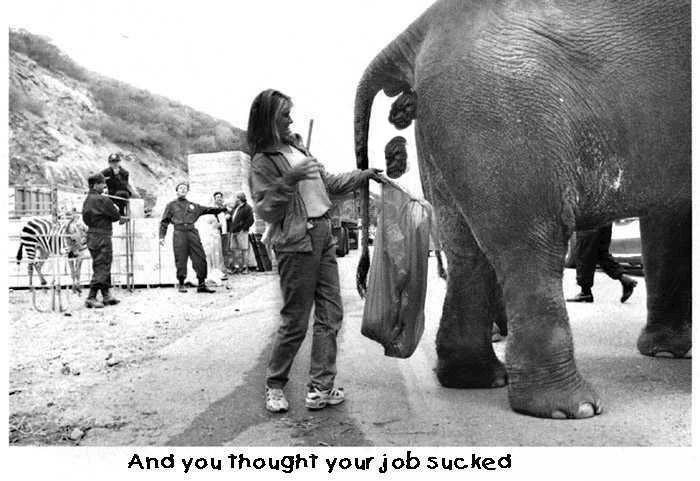 Prende la cacca dell'elefante. E tu pensi che il tuo lavoro fa schifo