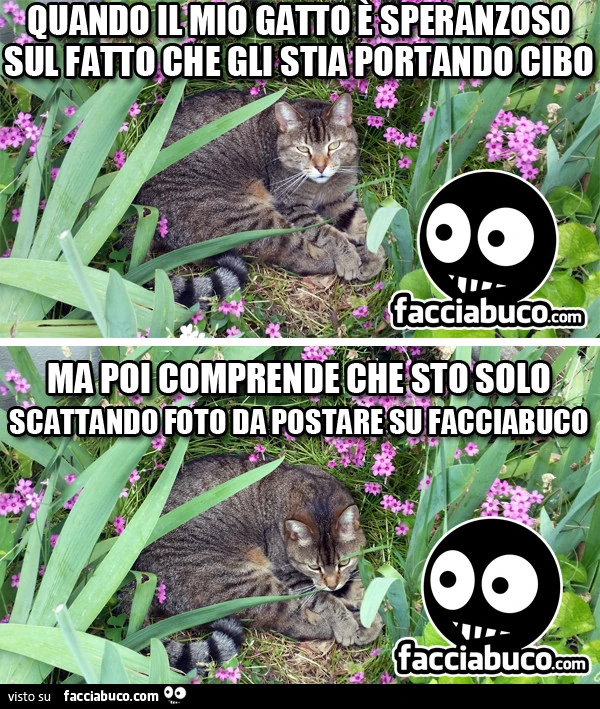 Quando il mio gatto è speranzoso sul fatto che gli stia portando cibo, ma poi comprende che sto solo scattando foto da postare su Facciabuco