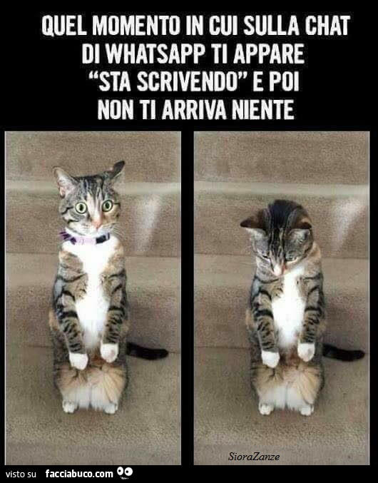Quel momento in cui sulla chat di whatsapp ti appare sta scrivendo e poi non ti arriva niente