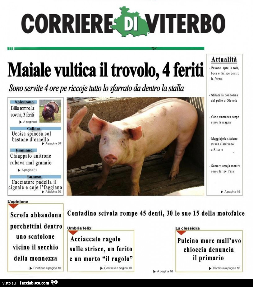 Maiale vultica il trovolo, 4 feriti