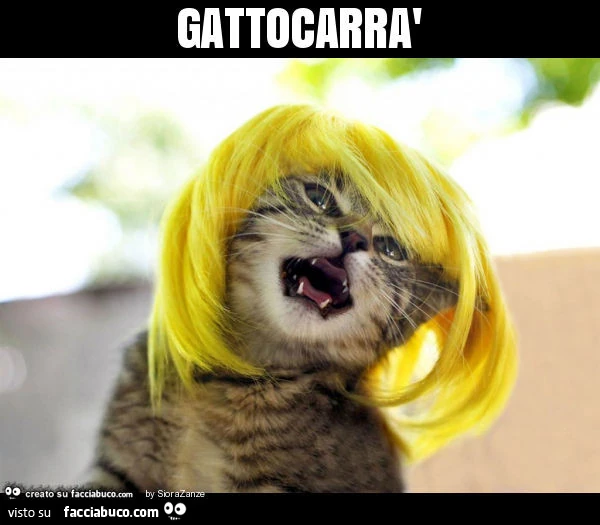 Gattocarrà