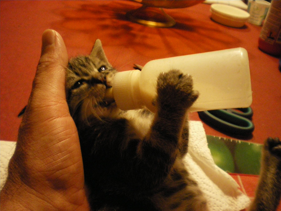 Gattino prende il latte dal biberon
